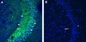 Anti-Opsin 3 (extracellular) Antibody