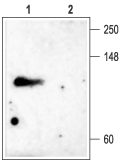 Anti-KCNC4 (K<sub>V</sub>3.4) Antibody - Carrier Free