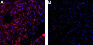 Anti-KCNN3 (K<sub>Ca</sub>2.3, SK3) (N-term)-ATTO Fluor-594 Antibody