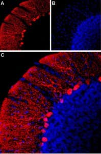 Anti-HCN2-ATTO Fluor-594 Antibody