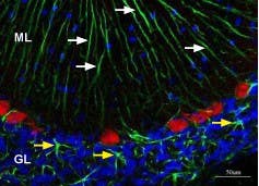 Anti-K<sub>ir</sub>4.1 (KCNJ10)-ATTO Fluor-488 Antibody