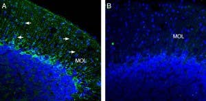 Anti-K<sub>ir</sub>2.2 (KCNJ12) Antibody