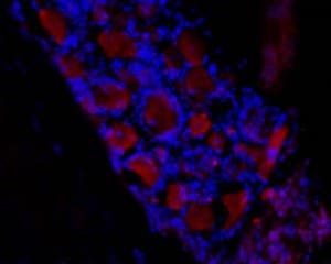 Anti-HCN3 Antibody