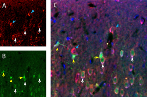 Anti-Piezo1 (extracellular)-ATTO Fluor-550 Antibody