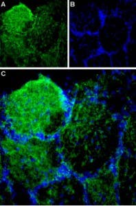 Anti-Piezo1 (extracellular) Antibody