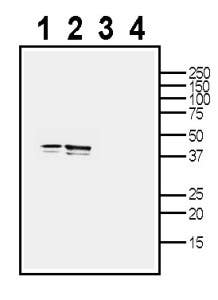 Anti-TMEM150C/Tentonin 3 (extracellular) Antibody - Carrier Free