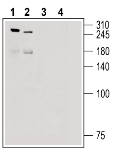 Anti-Piezo2 Antibody - Carrier Free