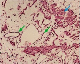 Anti-K<sub>ir</sub>6.1 (KCNJ8) Antibody