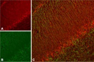 Anti-KCNH7 (erg3) Antibody