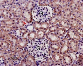 Anti-KCNK13 (THIK-1) (extracellular) Antibody