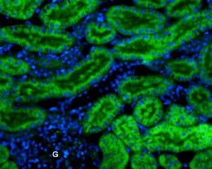 Anti-K<sub>ir</sub>7.1 (extracellular)-ATTO Fluor-488 Antibody