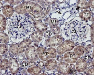 Anti-K<sub>ir</sub>7.1 (extracellular) Antibody