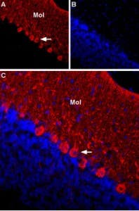 Anti-KCNG1 (K<sub>V</sub>6.1) (extracellular) Antibody