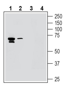 Anti-K<sub>V</sub>8.1 (KCNV1) Antibody - Carrier Free