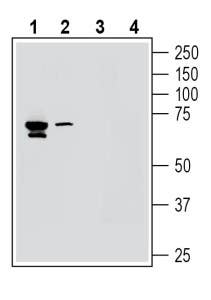 Anti-K<sub>V</sub>8.1 (KCNV1) Antibody