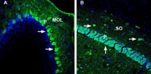 Anti-DPP10 (extracellular) Antibody