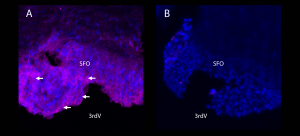 Anti-KCNQ1 (extracellular)-ATTO Fluor-647N Antibody