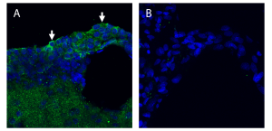 Anti-KCNQ1 (extracellular) Antibody