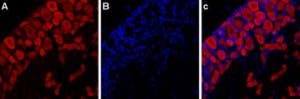 Anti-P2X3 Receptor-ATTO Fluor-594 Antibody