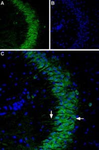 Anti-P2Y1 Receptor (extracellular)-ATTO Fluor-488 Antibody