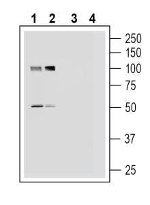 Anti-Platelet-activating factor receptor (extracellular) Antibody - Carrier Free