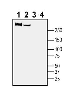 Anti-Plexin-B1 (extracellular) Antibody - Carrier Free