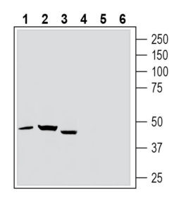 Anti-Thromboxane A2 Receptor (extracellular) Antibody - Carrier Free