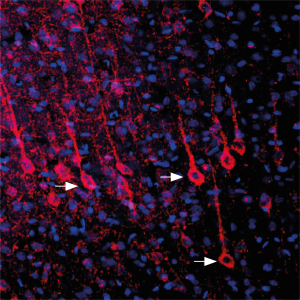 Anti-P2Y6 Receptor (extracellular) Antibody
