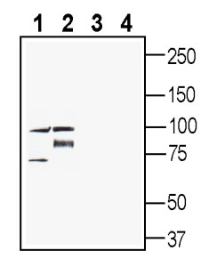 Anti-PepT2/SLC15A2 (extracellular) Antibody - Carrier Free