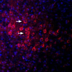 Anti-PSD-95 Antibody