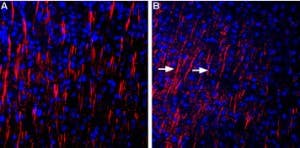 Anti-Shank3 Antibody
