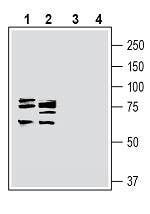 Anti-Cortactin Antibody - Carrier Free