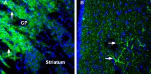 Anti-SynGAP Antibody