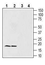 Anti-Gamma-Synuclein Antibody - Carrier Free