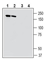 Anti-IQGAP1 Antibody - Carrier Free