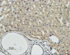 Anti-Aquaporin 9 Antibody