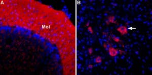 Anti-ASIC2a-ATTO Fluor-594 Antibody
