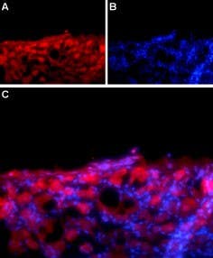 Anti-SCN1B (Na<sub>V</sub>β<sub>1</sub>) (extracellular) Antibody