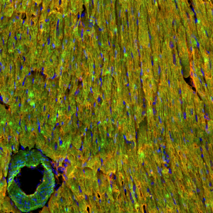 Anti-Na<sub>V</sub>1.5 (SCN5A) (extracellular)-ATTO Fluor-550 Antibody