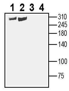 Anti-SCN1A (Na<sub>V</sub>1.1) (extracellular) Antibody - Carrier Free
