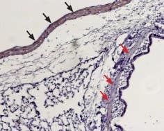 Anti-S1PR1 (EDG1) (extracellular) Antibody