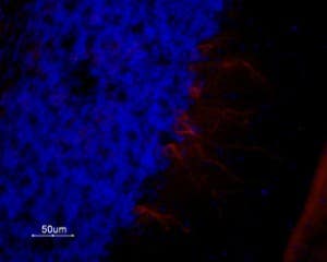 Anti-5HT1A Receptor (HTR1A) Antibody