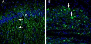 Anti-5HT1B Receptor (HTR1B) (extracellular) Antibody