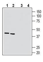 Anti-5HT7 Receptor/HTR7 (extracellular) Antibody - Carrier Free
