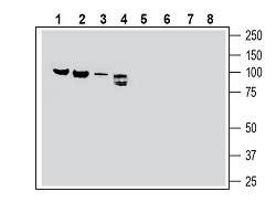Anti-Semaphorin-3F Antibody