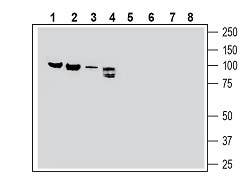 Anti-Semaphorin-3F Antibody - Carrier Free