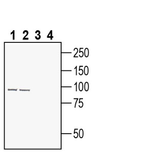Anti-Semaphorin 6A (extracellular) Antibody - Carrier Free