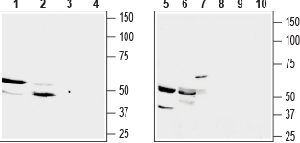 Anti-GPR91 (SUCNR1) (extracellular) Antibody - Carrier Free