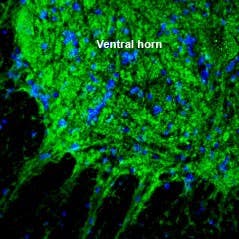 Anti-SLC17A5 (Sialin) Antibody