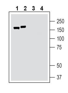Anti-TMC1 (extracellular) Antibody - Carrier Free